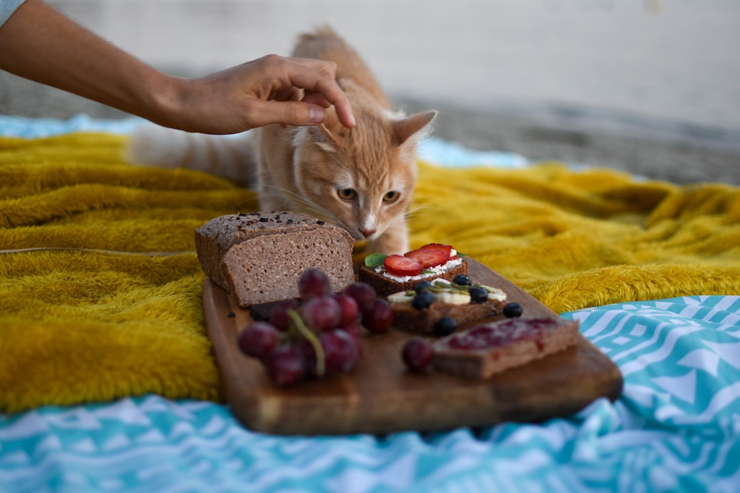 Improving Feline Kidney Health with Royal Canin Renal Support